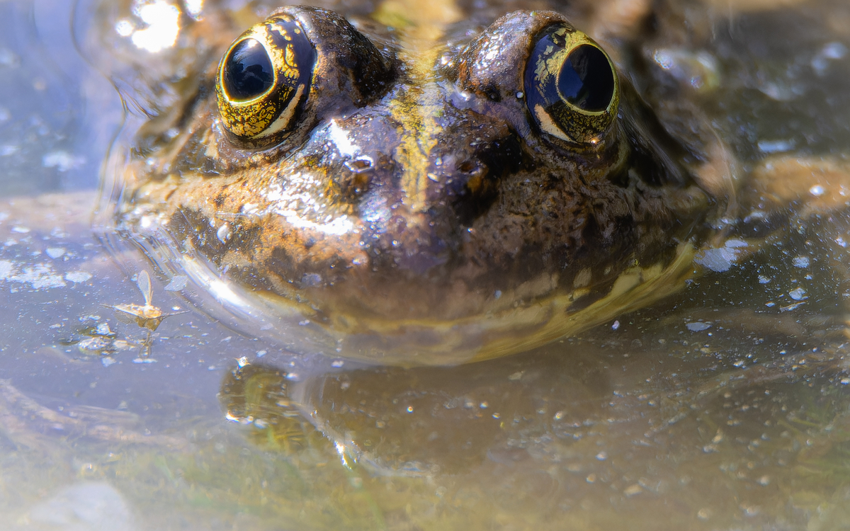 Les 4 saisons des amphibiens