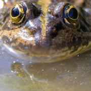 Les 4 saisons des amphibiens