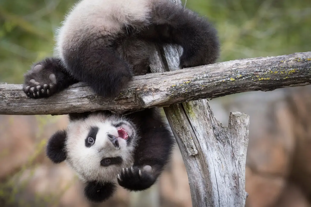 Les 6 meilleurs zoos, aquariums et parcs animaliers autour de Tours
