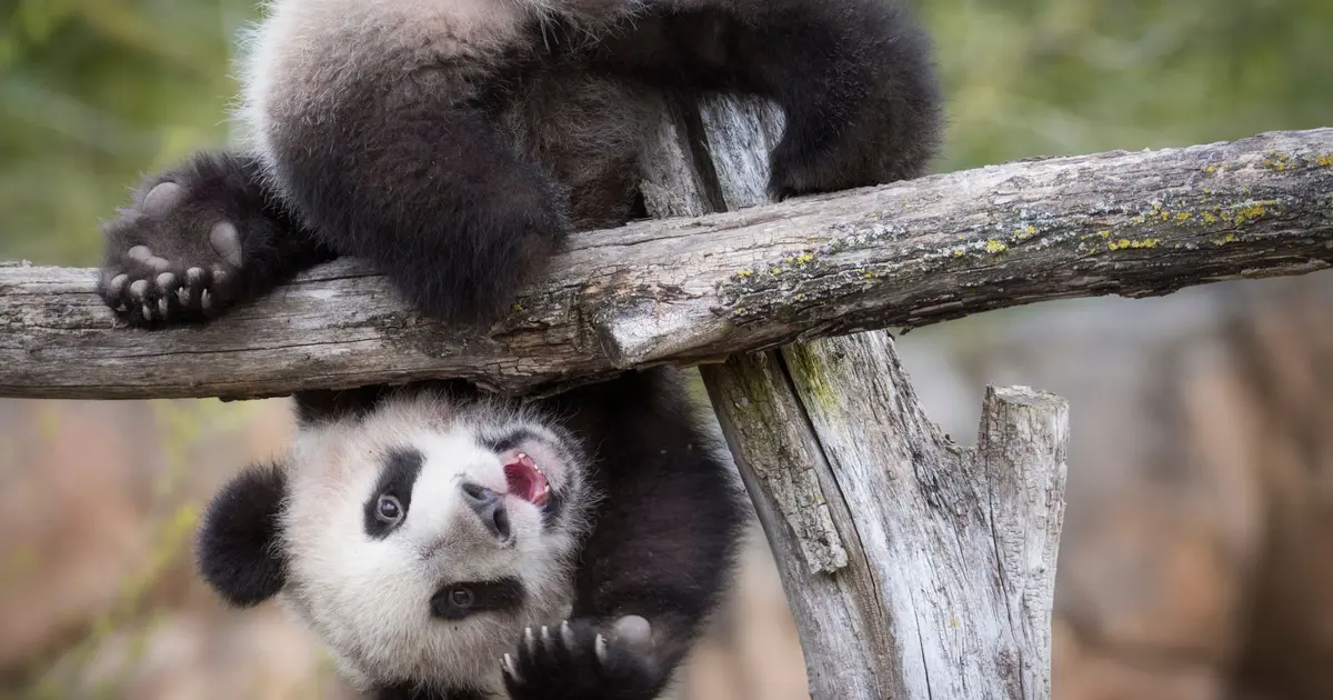 Les 6 meilleurs zoos, aquariums et parcs animaliers autour de Tours