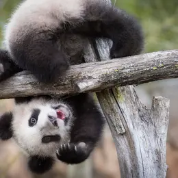 Les 6 meilleurs zoos, aquariums et parcs animaliers autour de Tours