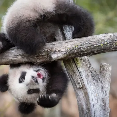 Les 6 meilleurs zoos, aquariums et parcs animaliers autour de Tours