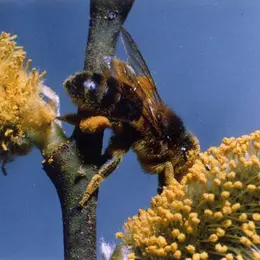 Les Abeilles du Périgord