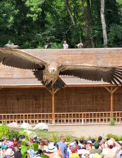 Les Aigles du Léman