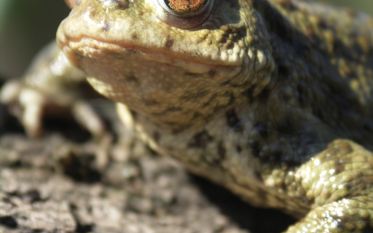 Les amphibiens de Paris