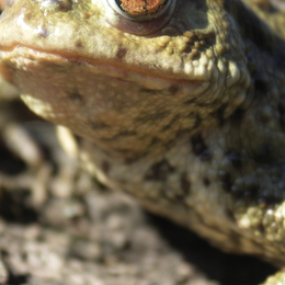Les amphibiens de Paris