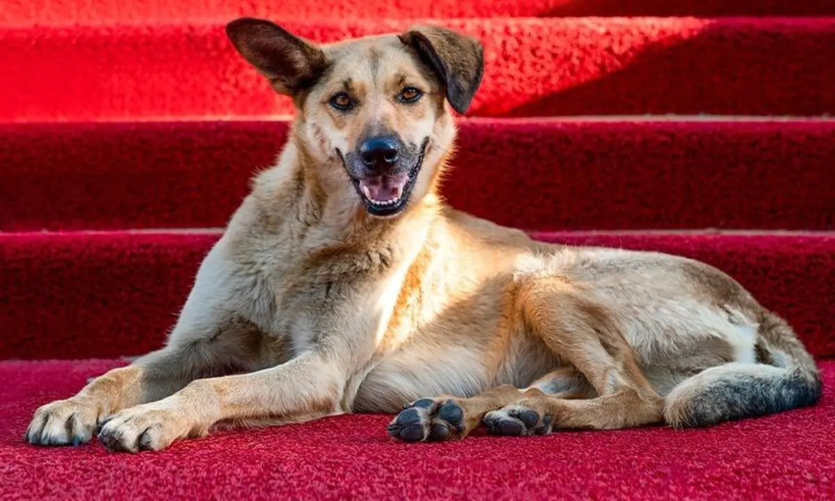 La Palm Dog pour récompenser les meilleurs chien acteur !