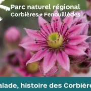 Les Animations Du Parc Naturel Régional - Petites Histoires De La Flore Des Corbières
