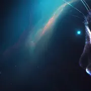 Les animaux de l'espace