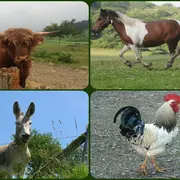 Les animaux de la ferme, jeux de société, tatouage, décoration de Noël et chalet des associations