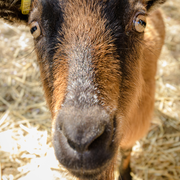 Les animaux de la ferme pédagogique René-Binet dans le 18e arrondissement