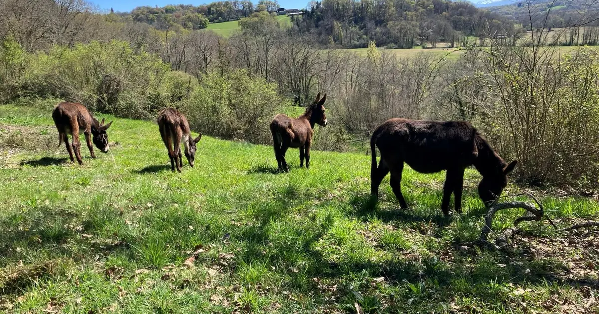 Les apprentis du vendredi, à la ferme Bibane