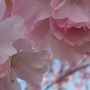 Les arbres d’ornement à la belle coloration automnale