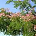 Les arbres d’ornement pour les petits jardins