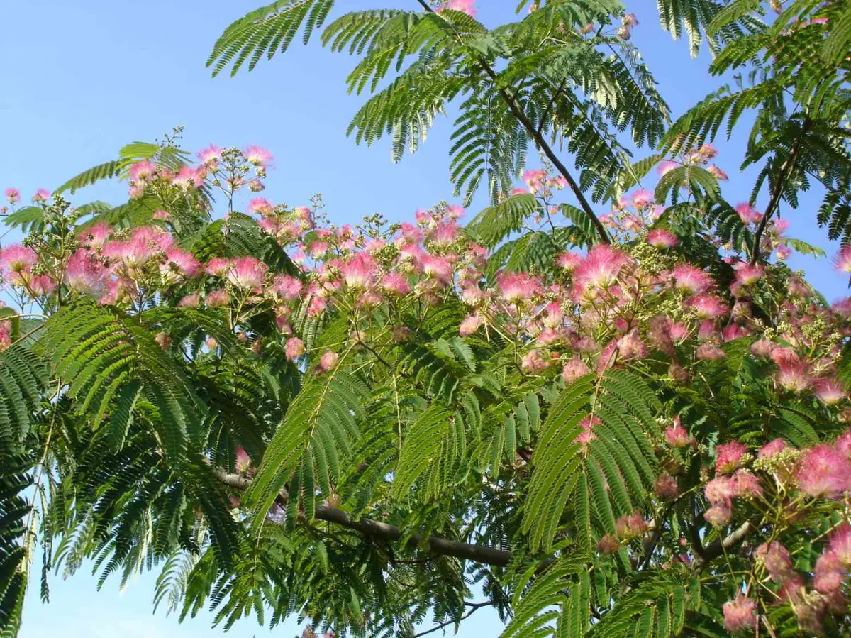Les arbres d’ornement pour les petits jardins