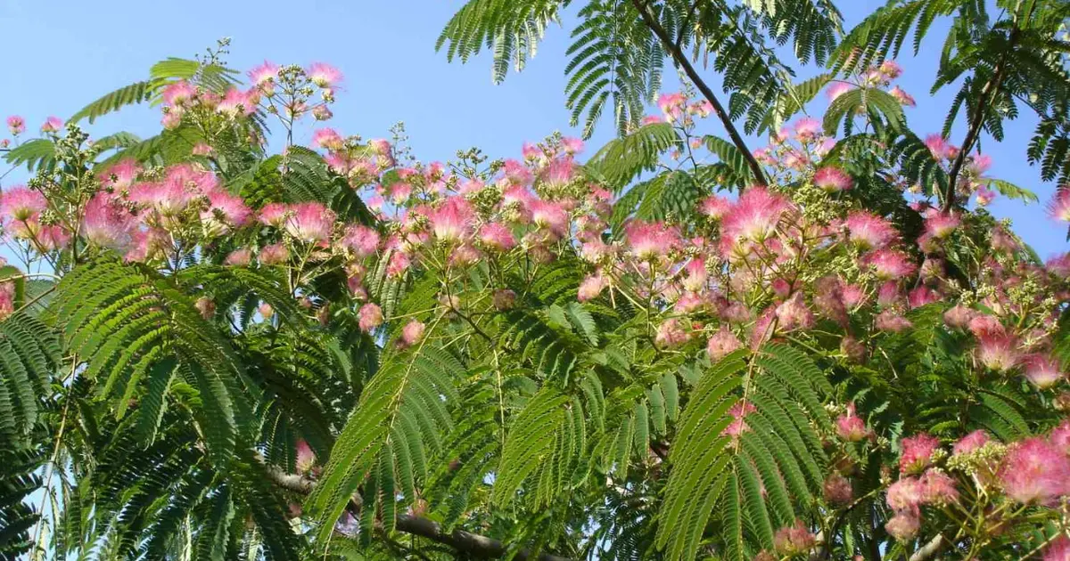 Les arbres d’ornement pour les petits jardins