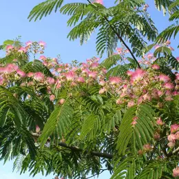 Les arbres d’ornement pour les petits jardins