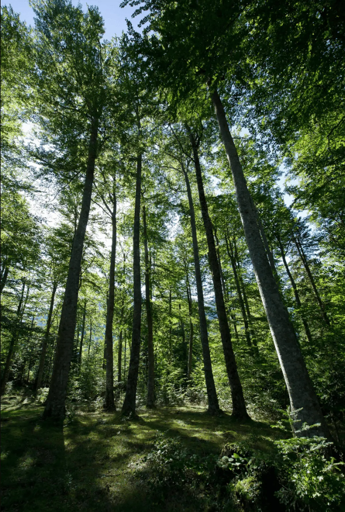 Les arbres de l'Impératrice Eugénie :  lorsque Histoire et botanique se rencontrent