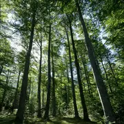 Les arbres de l'Impératrice Eugénie :  lorsque Histoire et botanique se rencontrent