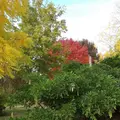Les arbres et arbustes à belle coloration automnale