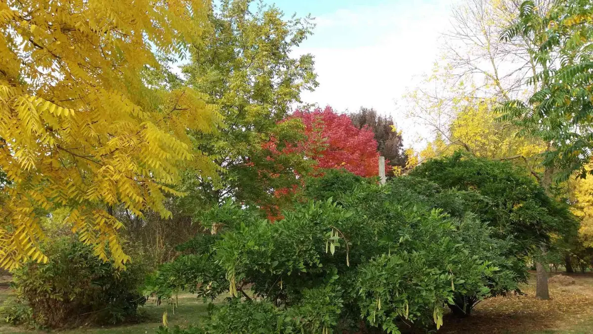 Les arbres et arbustes à belle coloration automnale