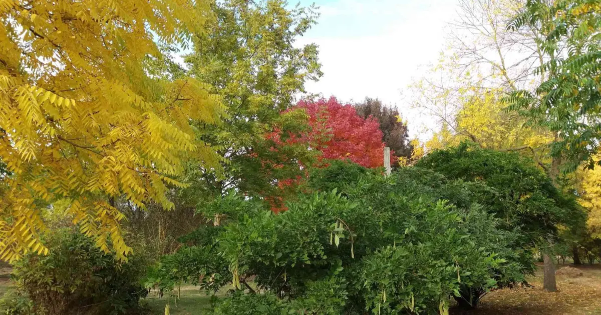 Les arbres et arbustes à belle coloration automnale