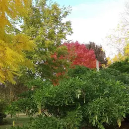Les arbres et arbustes à belle coloration automnale