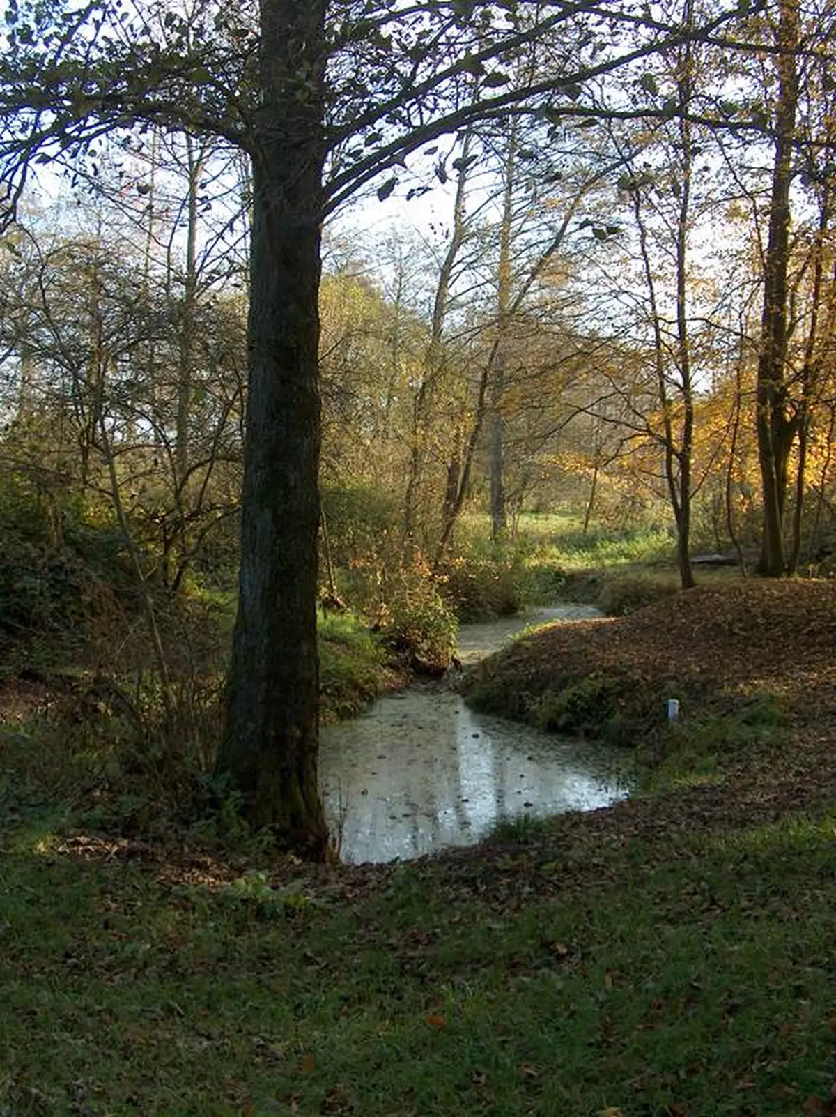 Les arbres remarquables