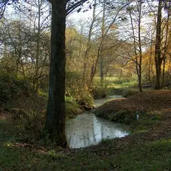 Les arbres remarquables