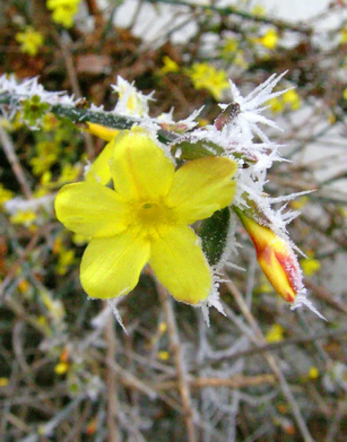 Les arbustes à floraison hivernale  : ici le jasmin d'hiver