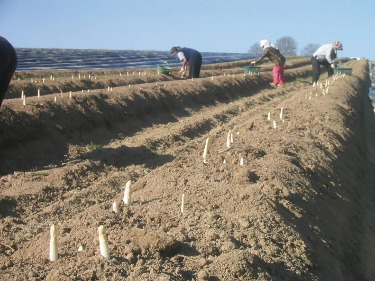 Les asperges arrivent, à la Ferme Boetsch-Wolf d'Illfurth !