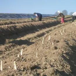 Les asperges d'Illfurth