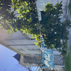 Les Ateliers De La Cabane : Découverte Du Cyanotype