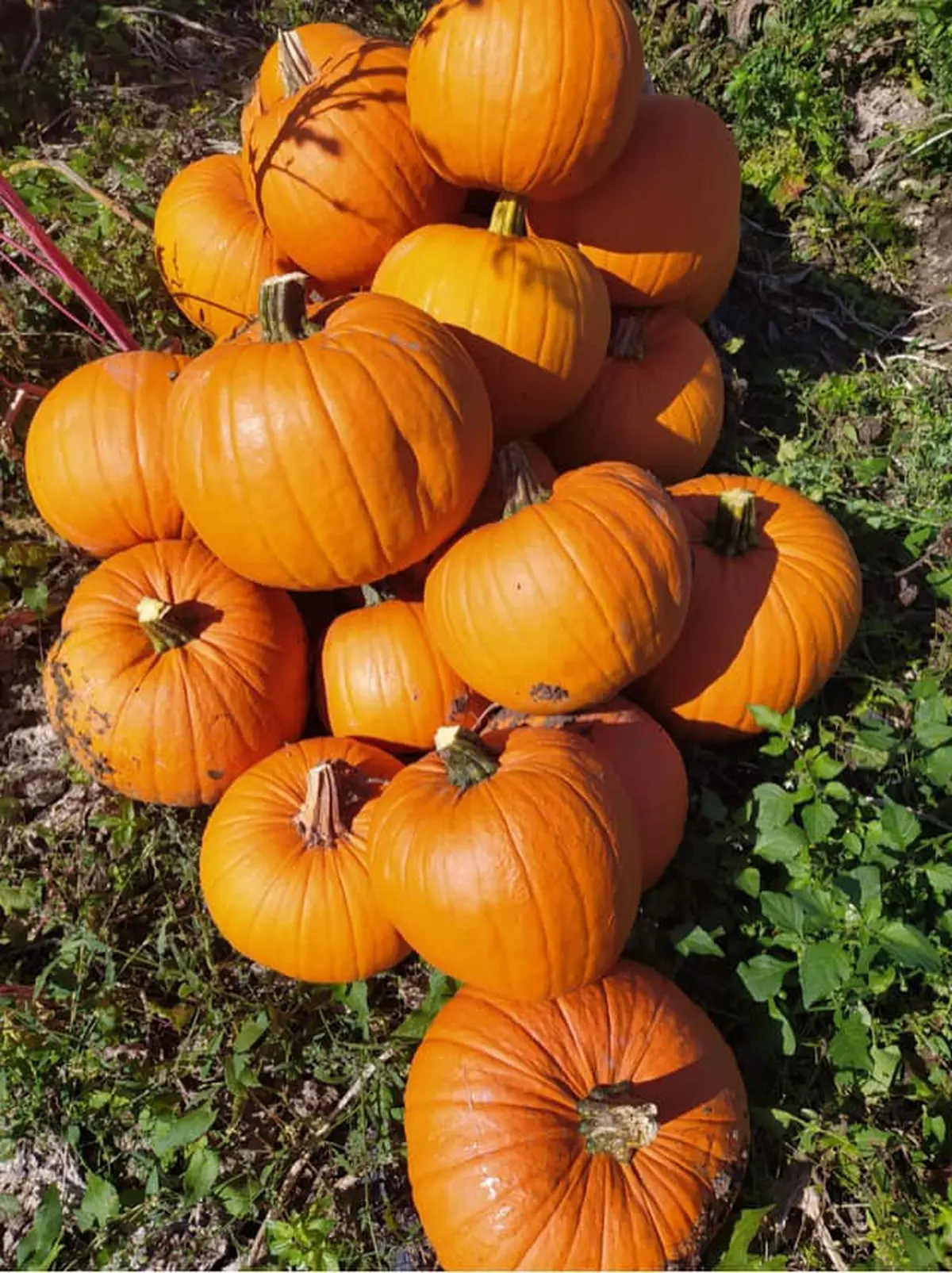 Les Ateliers enfants : Creuse ta citrouille en collaboration avec l'EARL de la Nouère