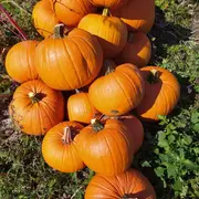 Les Ateliers enfants : Creuse ta citrouille en collaboration avec l'EARL de la Nouère