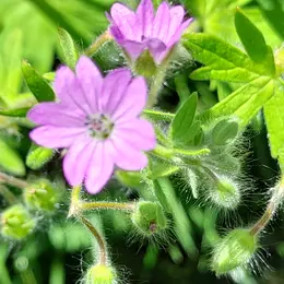 Les balades de l'été : petites histoires de plantes