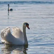 Les bêtes à plumes du marais