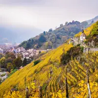 Le vignoble du Rangen à Thann, tout au début de la route des vins d'alsace DR