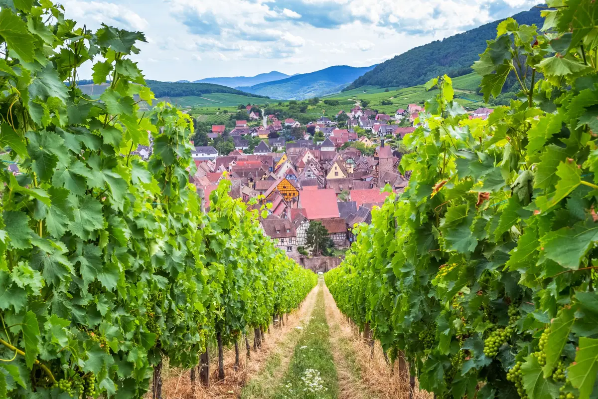 Le vignoble alsacien 