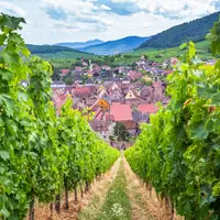 Le vignoble alsacien  DR