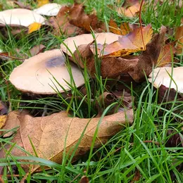Les champignons et l'automne