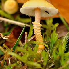 Les champignons et les lichens