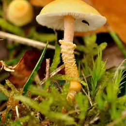 Les champignons et les lichens