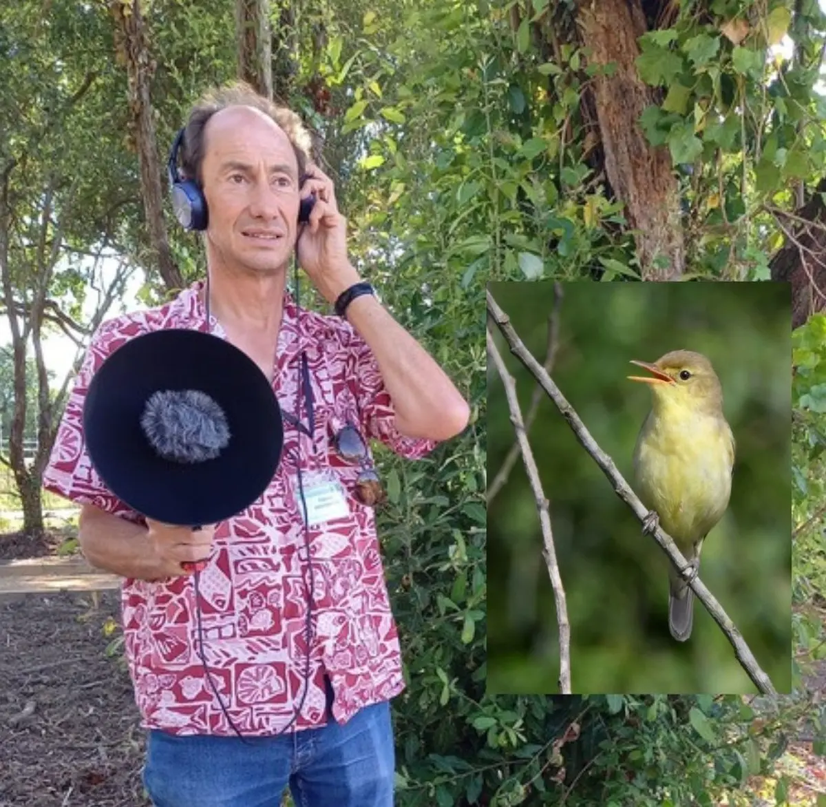 Les chants d'oiseaux des Barthes