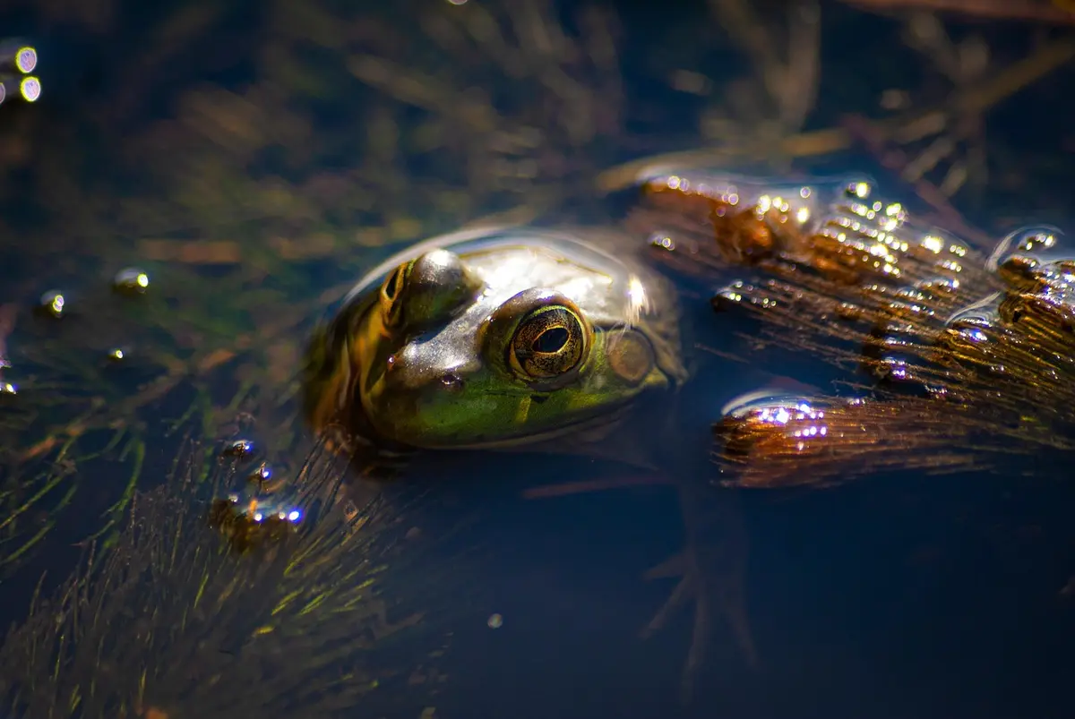 Les chants des amphibiens