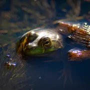 Les chants des amphibiens