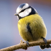 Les chants des oiseaux du bois de Vincennes