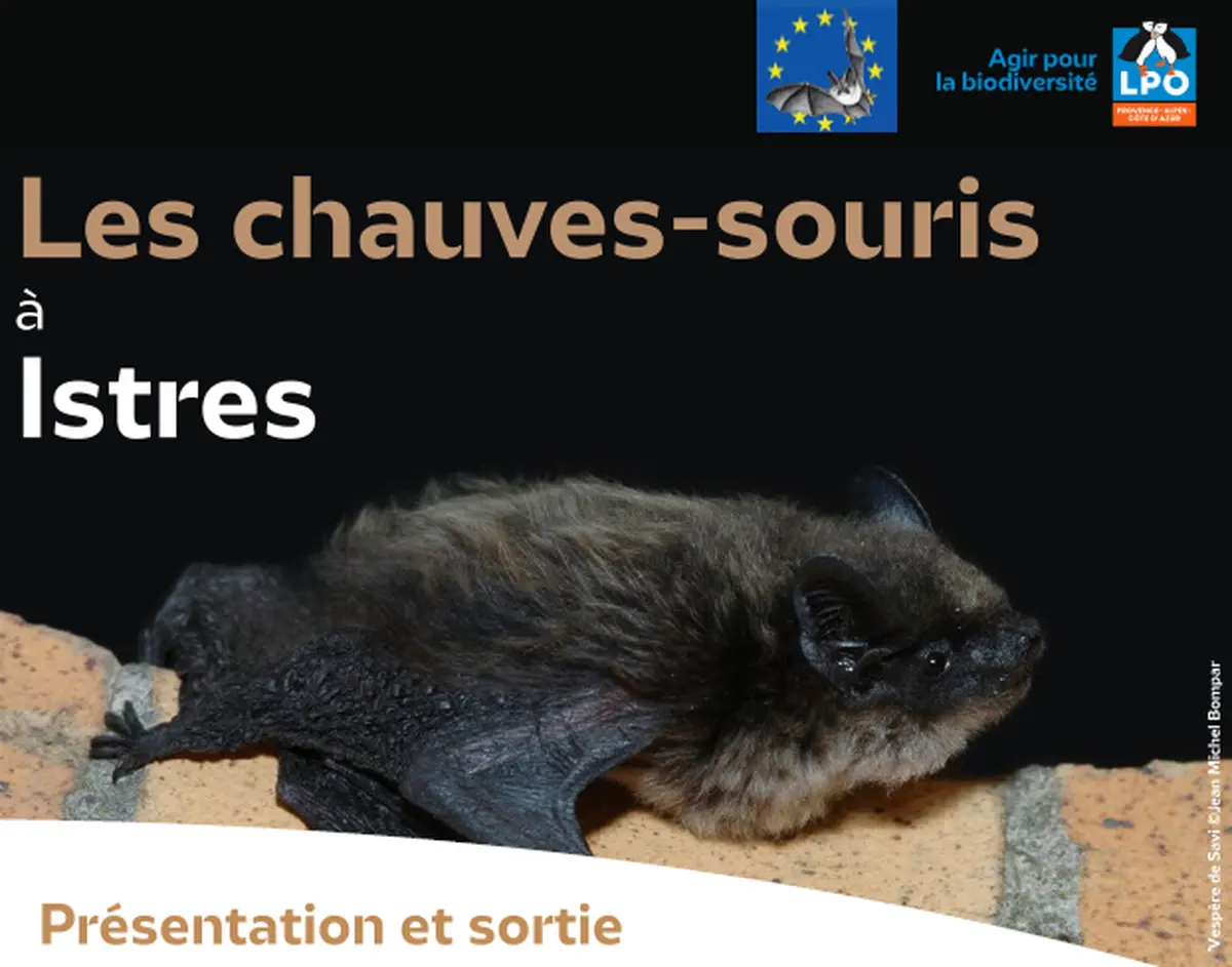 Les chauves-souris à Istres avec la LPO