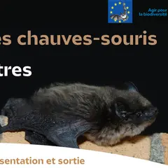 Les chauves-souris à Istres avec la LPO