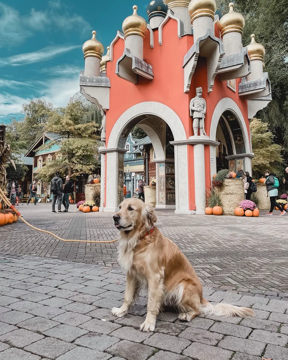 Les chiens sont autorisés